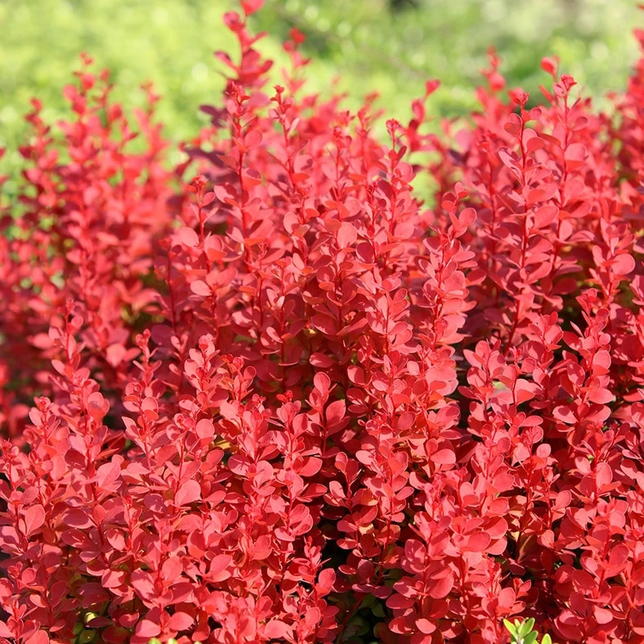 Berberis Thunbergii 'Orange Rocket' (PBR) 1 Berberis Thunbergii 'Orange Rocket' (PBR)