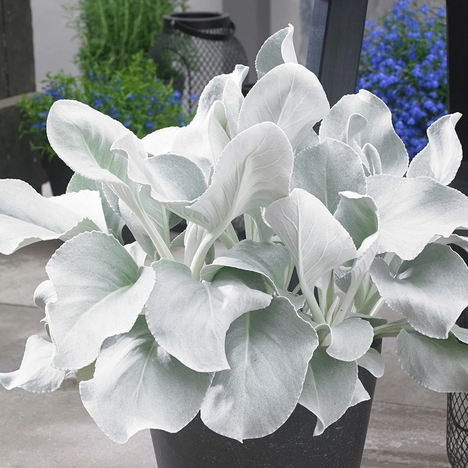 Senecio Candidans Angel Wings ('Senaw') (PBR) 1 Senecio Candidans Angel Wings ('Senaw') (PBR)