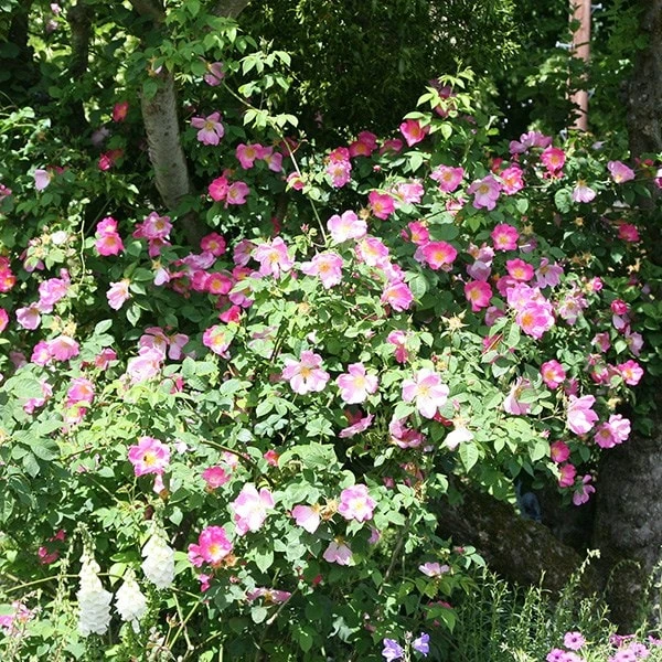 Rosa Canina 2 Rosa Canina - Image 2