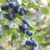 Prunus Spinosa - Blackthorn Hedging