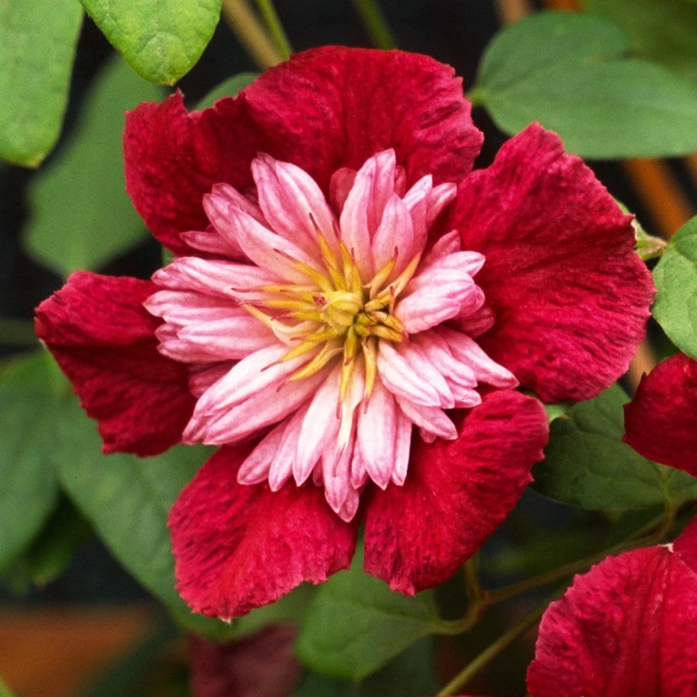 Clematis Avant-garde ('Evipo033') (PBR) 2 Clematis Avant-garde ('Evipo033') (PBR) - Image 2