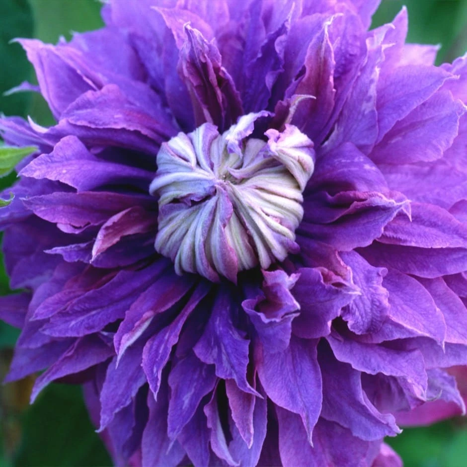 Clematis Diamantina ('Evipo039') (PBR) 1 Clematis Diamantina ('Evipo039') (PBR)