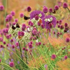Butterfly Allium Collection