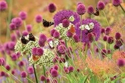 Butterfly Allium Collection -Plants Shop pl2000025364 card3 lg