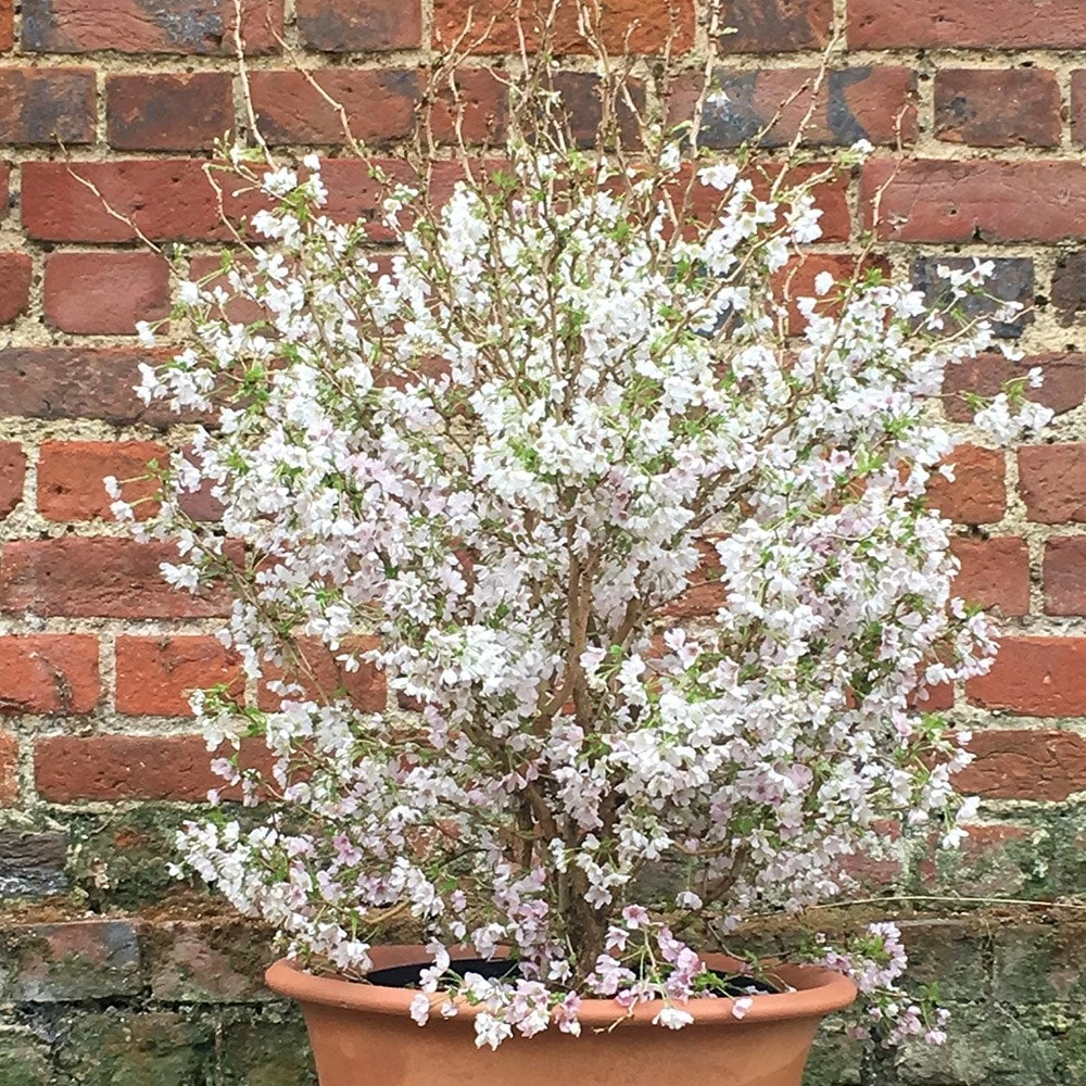 Prunus Incisa 'Kojo-no-mai' 2 Prunus Incisa 'Kojo-no-mai' - Image 2