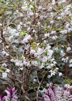 Prunus Incisa 'Kojo-no-mai' 8 Prunus Incisa 'Kojo-no-mai' -Plants Shop pl2000025804 card4 lg