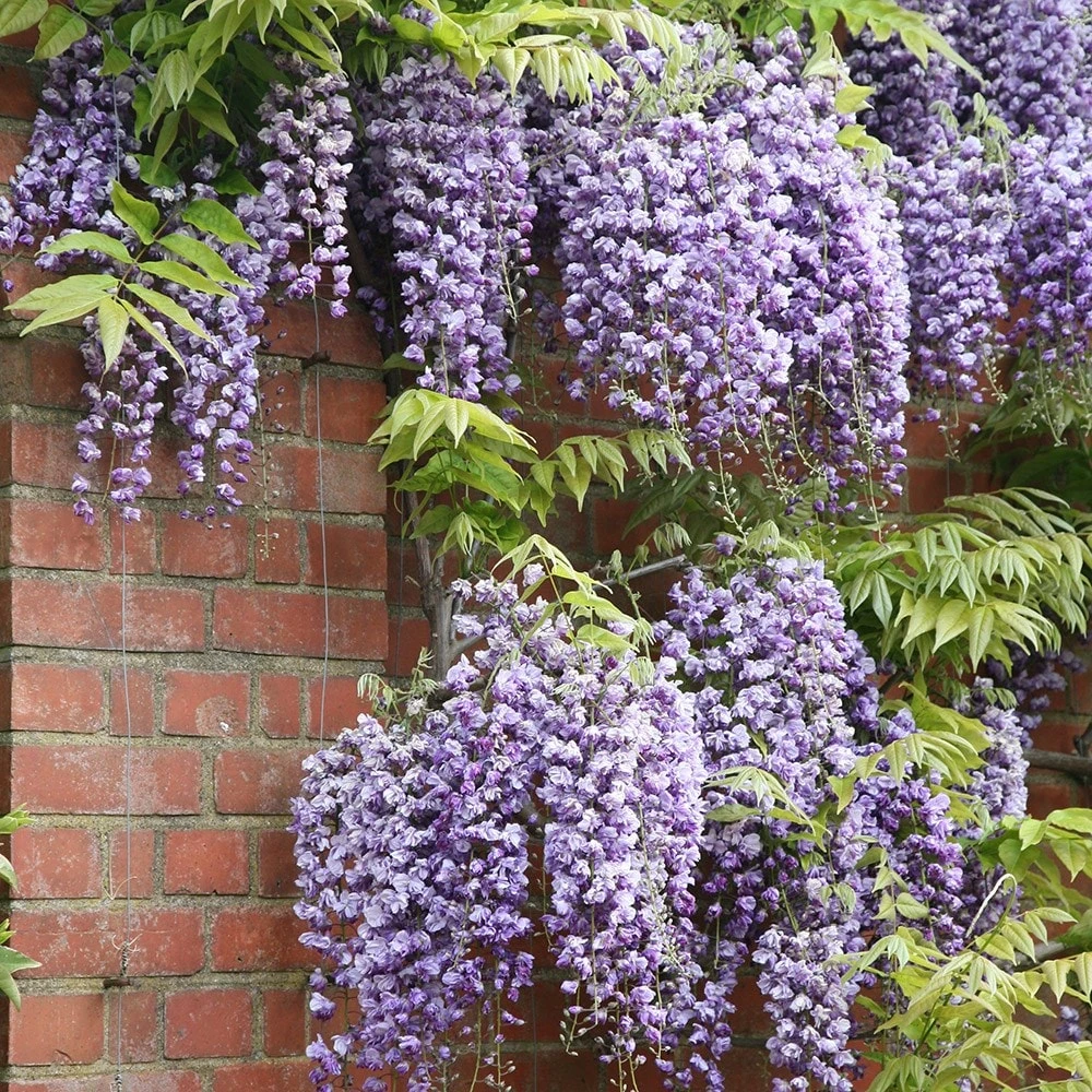 Wisteria Floribunda 'Yae-Kokuryū' 2 Wisteria Floribunda 'Yae-Kokuryū' - Image 2