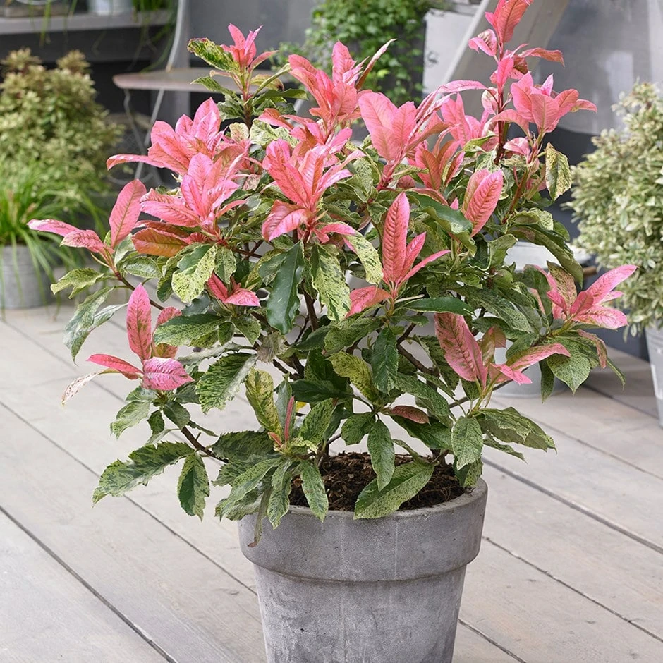 Photinia Serratifolia Pink Crispy ('Oploo5') (PBR) 1 Photinia Serratifolia Pink Crispy ('Oploo5') (PBR)