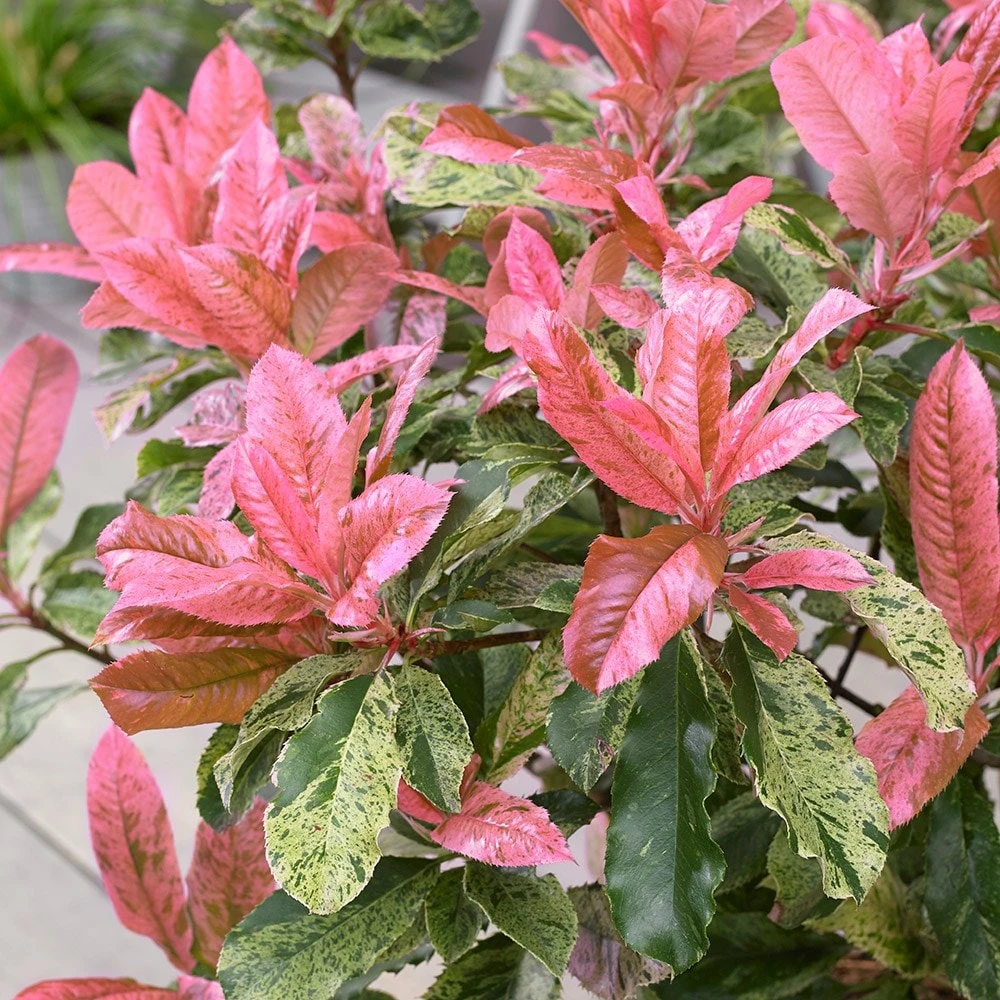 Photinia Serratifolia Pink Crispy ('Oploo5') (PBR) 2 Photinia Serratifolia Pink Crispy ('Oploo5') (PBR) - Image 2