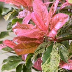 Photinia Serratifolia Pink Crispy ('Oploo5') (PBR) 6 Photinia Serratifolia Pink Crispy ('Oploo5') (PBR) -Plants Shop pl2000025869 card3 lg