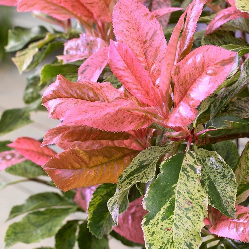 Photinia Serratifolia Pink Crispy ('Oploo5') (PBR) 3 Photinia Serratifolia Pink Crispy ('Oploo5') (PBR) - Image 3
