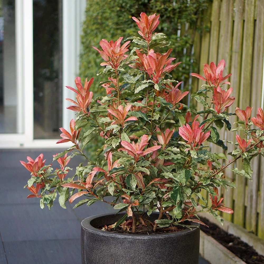 Photinia Serratifolia Pink Crispy ('Oploo5') (PBR) 4 Photinia Serratifolia Pink Crispy ('Oploo5') (PBR) - Image 4