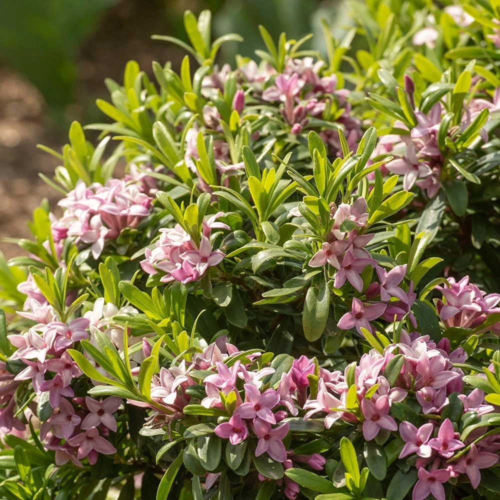 Daphne × Transatlantica Pink Fragrance ('Blapink') (PBR) 2 Daphne × Transatlantica Pink Fragrance ('Blapink') (PBR) - Image 2