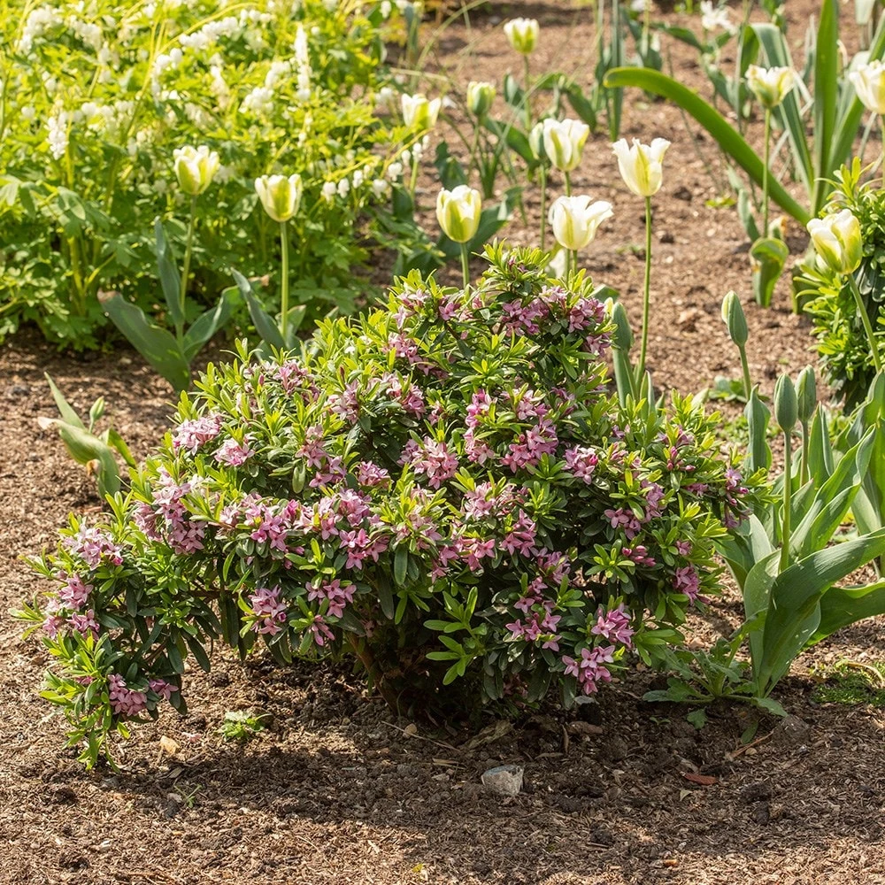 Daphne × Transatlantica Pink Fragrance ('Blapink') (PBR) 3 Daphne × Transatlantica Pink Fragrance ('Blapink') (PBR) - Image 3