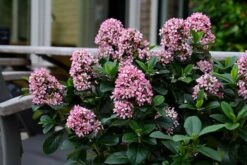 Escallonia Laevis Pink Elle ('Lades') (PBR) -Plants Shop pl2000026133 card3 lg