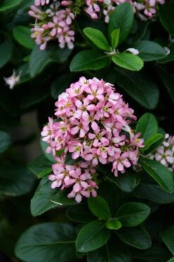 Escallonia Laevis Pink Elle ('Lades') (PBR) -Plants Shop pl2000026133 card4 lg
