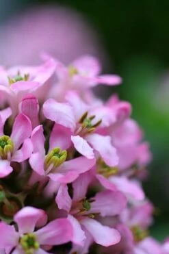 Escallonia Laevis Pink Elle ('Lades') (PBR) -Plants Shop pl2000026133 card5 lg