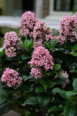 Escallonia Laevis Pink Elle ('Lades') (PBR) -Plants Shop pl2000026133 card6 lg