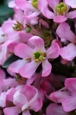 Escallonia Laevis Pink Elle ('Lades') (PBR) -Plants Shop pl2000026133 card8 lg