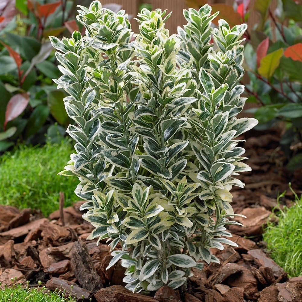Euonymus Japonicus 'White Spire' (PBR) 2 Euonymus Japonicus 'White Spire' (PBR) - Image 2