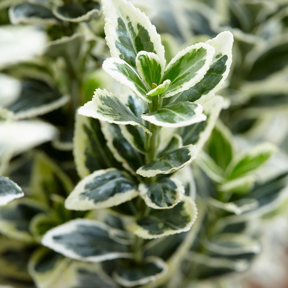 Euonymus Japonicus 'White Spire' (PBR) 5 Euonymus Japonicus 'White Spire' (PBR) - Image 5