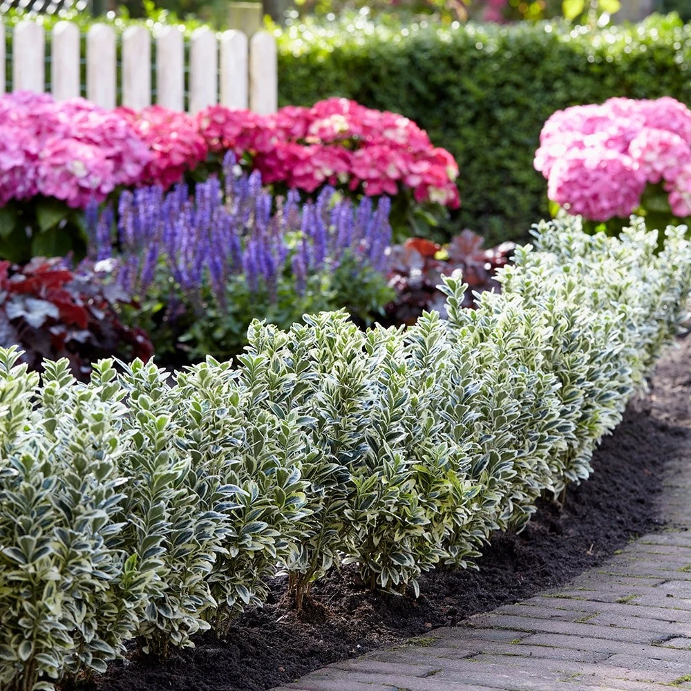 Euonymus Japonicus 'White Spire' (PBR) 6 Euonymus Japonicus 'White Spire' (PBR) - Image 6