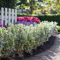 Euonymus Japonicus 'White Spire' (PBR) 14 Euonymus Japonicus 'White Spire' (PBR) -Plants Shop pl2000026274 card7 lg