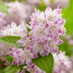 Deutzia Raspberry Sundae ('Low 18') (PBR)