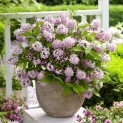 Deutzia Raspberry Sundae ('Low 18') (PBR) -Plants Shop pl2000026277 card3 lg