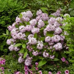 Deutzia Raspberry Sundae ('Low 18') (PBR) -Plants Shop pl2000026277 card4 lg