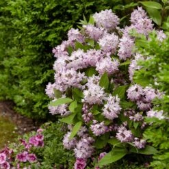 Deutzia Raspberry Sundae ('Low 18') (PBR) -Plants Shop pl2000026277 card5 lg