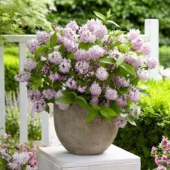 Deutzia Raspberry Sundae ('Low 18') (PBR) -Plants Shop pl2000026277 card7 lg