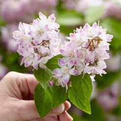 Deutzia Raspberry Sundae ('Low 18') (PBR) -Plants Shop pl2000026277 card8 lg