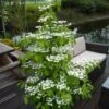 Viburnum Plicatum F. Tomentosum Kilimanjaro ('Jww1') (PBR)