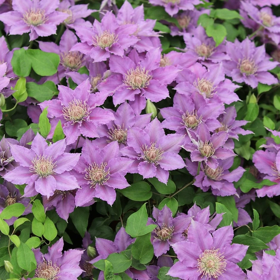 Clematis Bijou ('Evipo030') (PBR) (Tudor Patio Series) 1 Clematis Bijou ('Evipo030') (PBR) (Tudor Patio Series)
