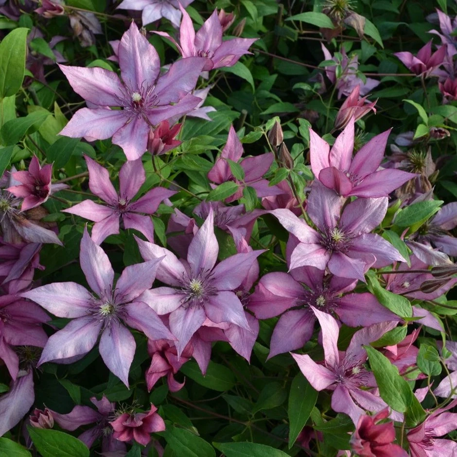 Clematis Giselle ('Evipo051') (PBR) 1 Clematis Giselle ('Evipo051') (PBR)