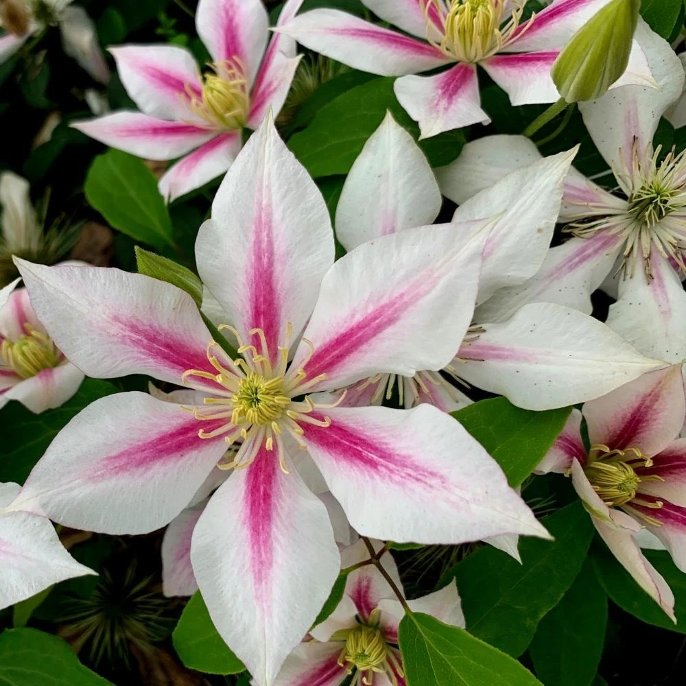 Clematis 'Andromeda' 2 Clematis 'Andromeda' - Image 2