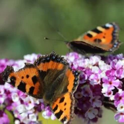 Buddleja Berries And Cream ('Pmoore14') (PBR) -Plants Shop pl2000026309 card3 lg