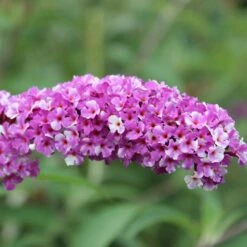 Buddleja Berries And Cream ('Pmoore14') (PBR) -Plants Shop pl2000026309 card4 lg