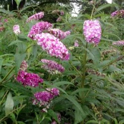 Buddleja Berries And Cream ('Pmoore14') (PBR) -Plants Shop pl2000026309 card5 lg