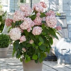 Hydrangea Arborescens 'Candybelle Bubblegum' (PBR) -Plants Shop pl2000026315 card3 lg