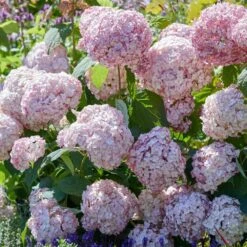 Hydrangea Arborescens 'Candybelle Bubblegum' (PBR) -Plants Shop pl2000026315 card4 lg