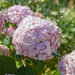 Hydrangea Arborescens 'Candybelle Bubblegum' (PBR) -Plants Shop pl2000026315 card5 lg