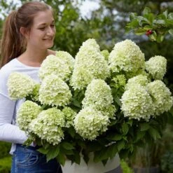 Hydrangea Paniculata Little Spooky ('GRHP08') (PBR) 14 Hydrangea Paniculata Little Spooky ('GRHP08') (PBR) -Plants Shop pl2000026318 card7 lg