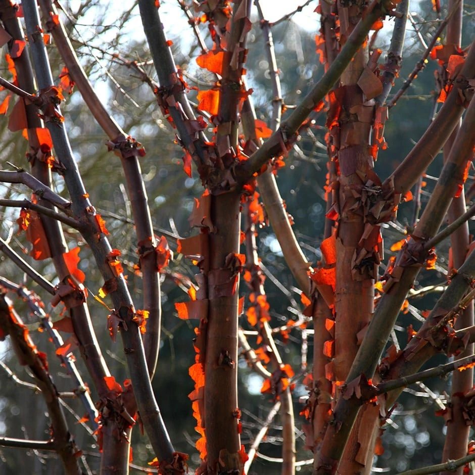 Acer Griseum 1 Acer Griseum