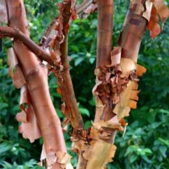 Acer Griseum 7 Acer Griseum -Plants Shop pl2000026319 card4 lg