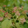Hydrangea Anomala Subsp. Glabra 'Crûg Coral'