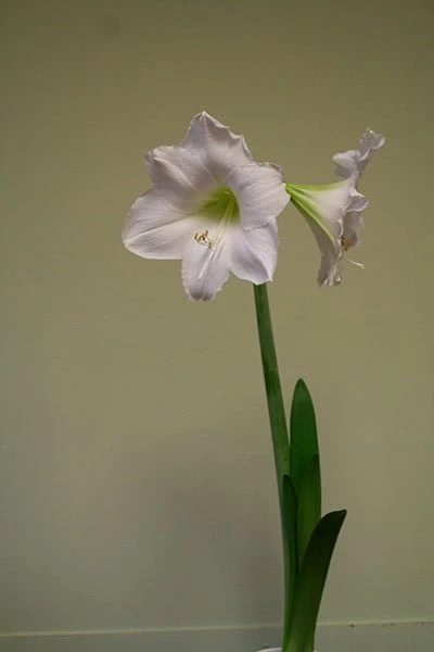 Hippeastrum 'Snow Queen' 2 Hippeastrum 'Snow Queen' - Image 2
