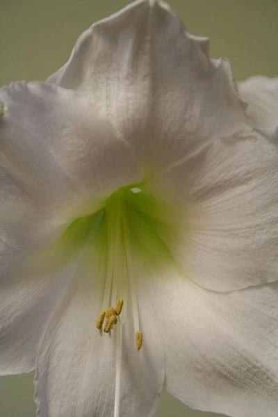 Hippeastrum 'Snow Queen' 3 Hippeastrum 'Snow Queen' - Image 3