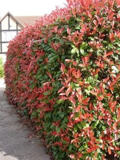 Photinia × Fraseri 'Red Robin' -Plants Shop pl2000026435 card3 lg